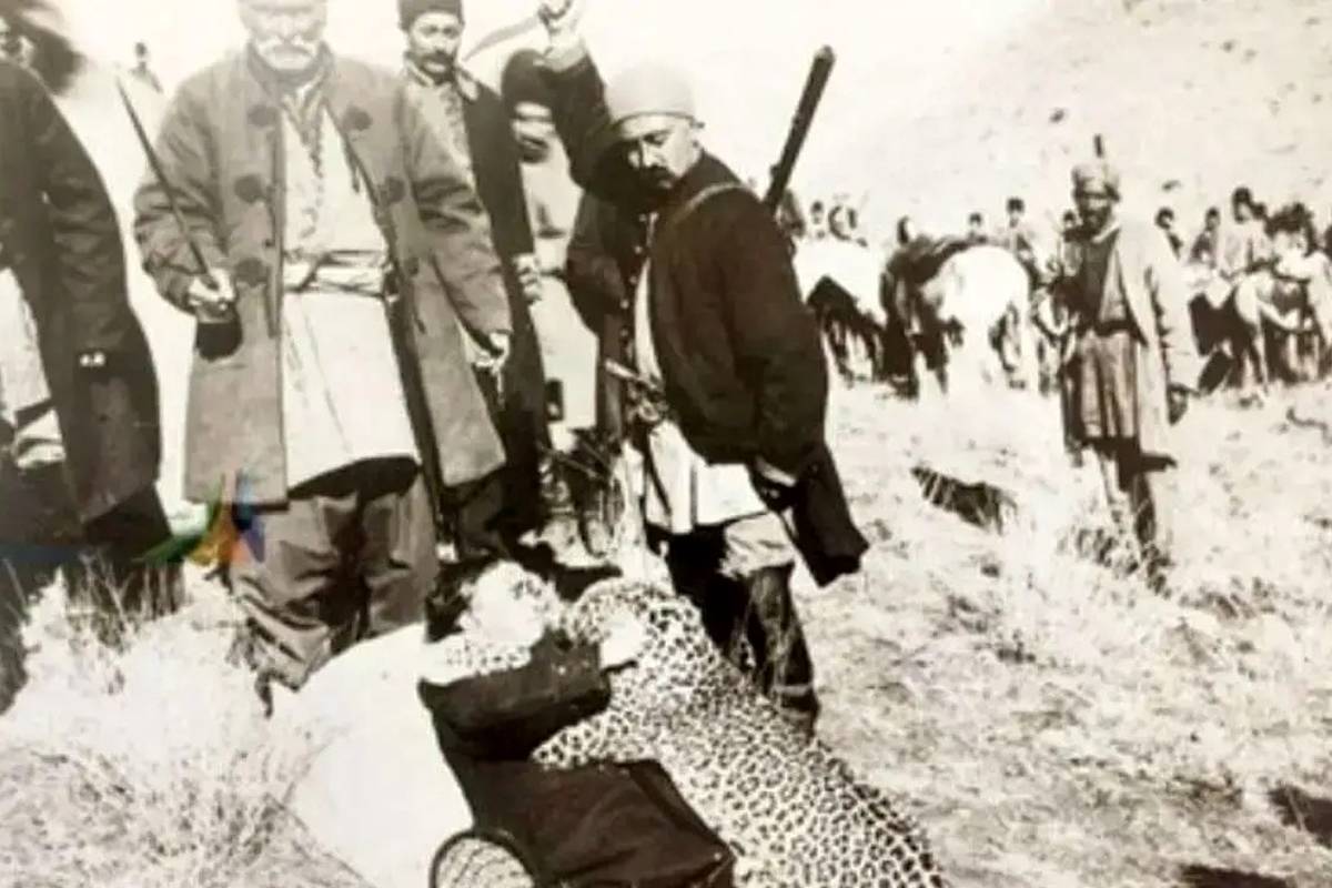 روزگاری که تهران پلنگ داشت؛ پلنگهای تهران کجا رفتند؟