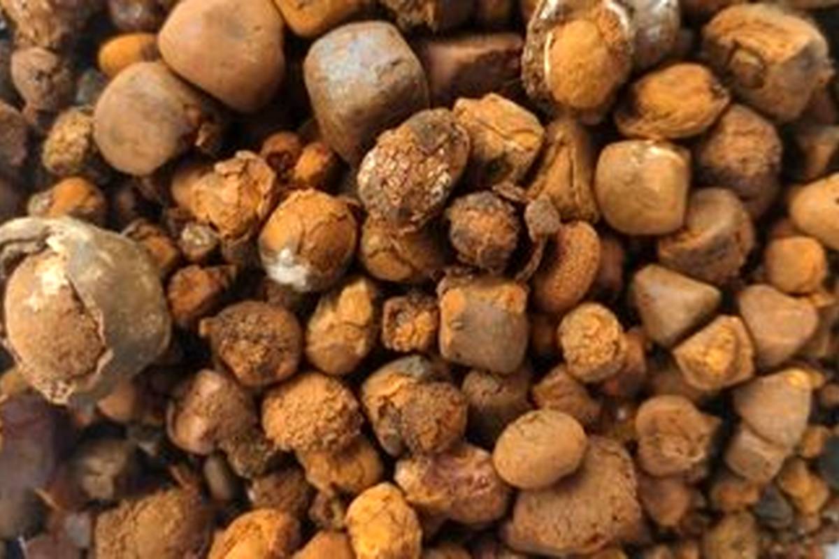 خواص درمانی سنگ صفراوی گاو / از طلا گرانتر است!