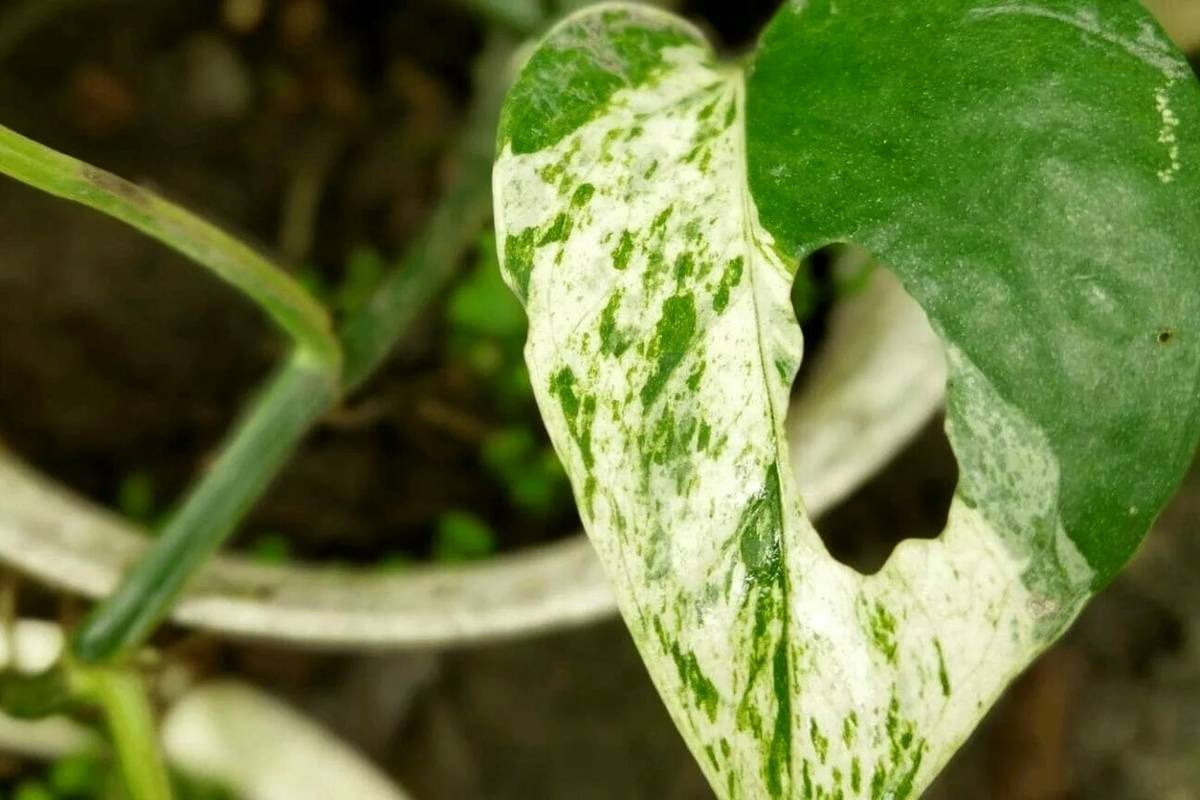 چرا برگ‌های پوتوس سوراخ می‌شود؟ + ۷ راه حل ساده و موثر