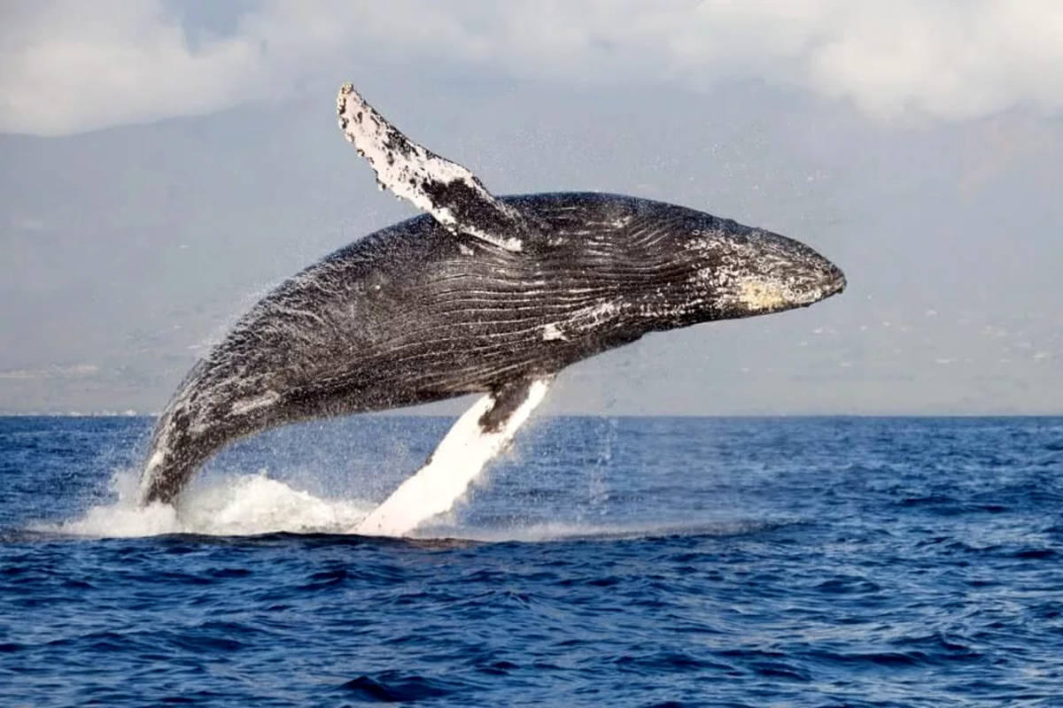 محققان: نهنگ‌های گوژپشت با ایجاد حباب‌هایی در آب می‌خواهند با انسان ارتباط برقرار کنند