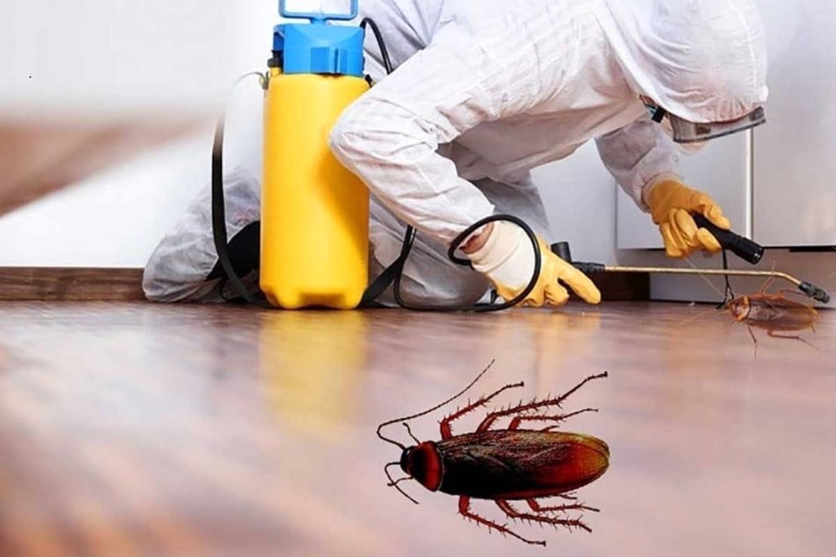 بهترین روشهای خانگی برای دفع سوسک
