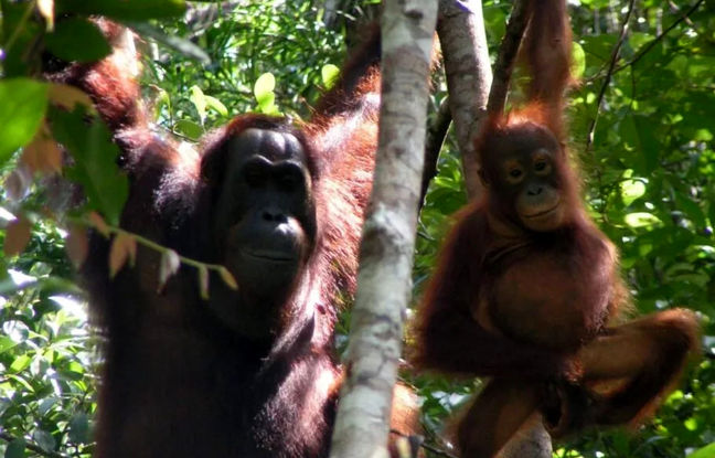 کشف ساختار زبانی پیچیده‌ای در اورانگوتان‌ها که تصور می‌شد مختص انسان باشد