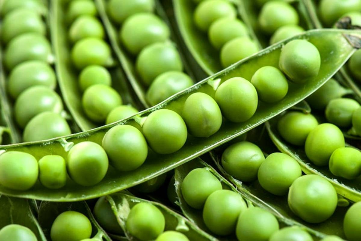  ۳ روش نگهداری نخود سبز برای طولانی مدت 