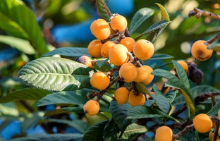  راهنمای کامل کاشت، تکثیر و نگهداری ازگیل در گلدان