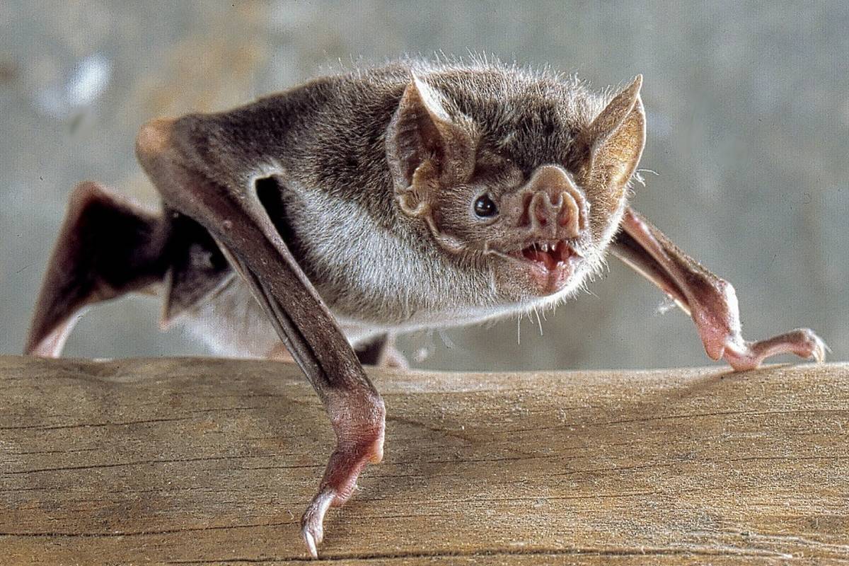 فیلمی متفاوت از خونخواری یک خفاش/ قربانی متوجه هیچ چیز نمی شود! + ویدئو