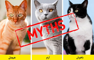 ۱۲ باور رایج درباره گربه‌ها که کاملاً نادرست هستند