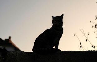 ترفند متفاوت دختر اسپانیایی برای جلوگیری از فرار گربه‌اش از خانه + ویدئو