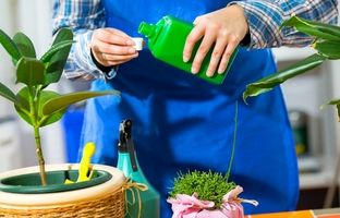بهترین زمان کوددهی به گیاهان آپارتمانی + کوددهی به گیاهان آپارتمانی در زمستان