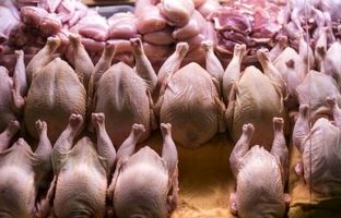 قیمت گوشت مرغ، امروز چهارشنبه ۲ آبان ۱۴۰۳