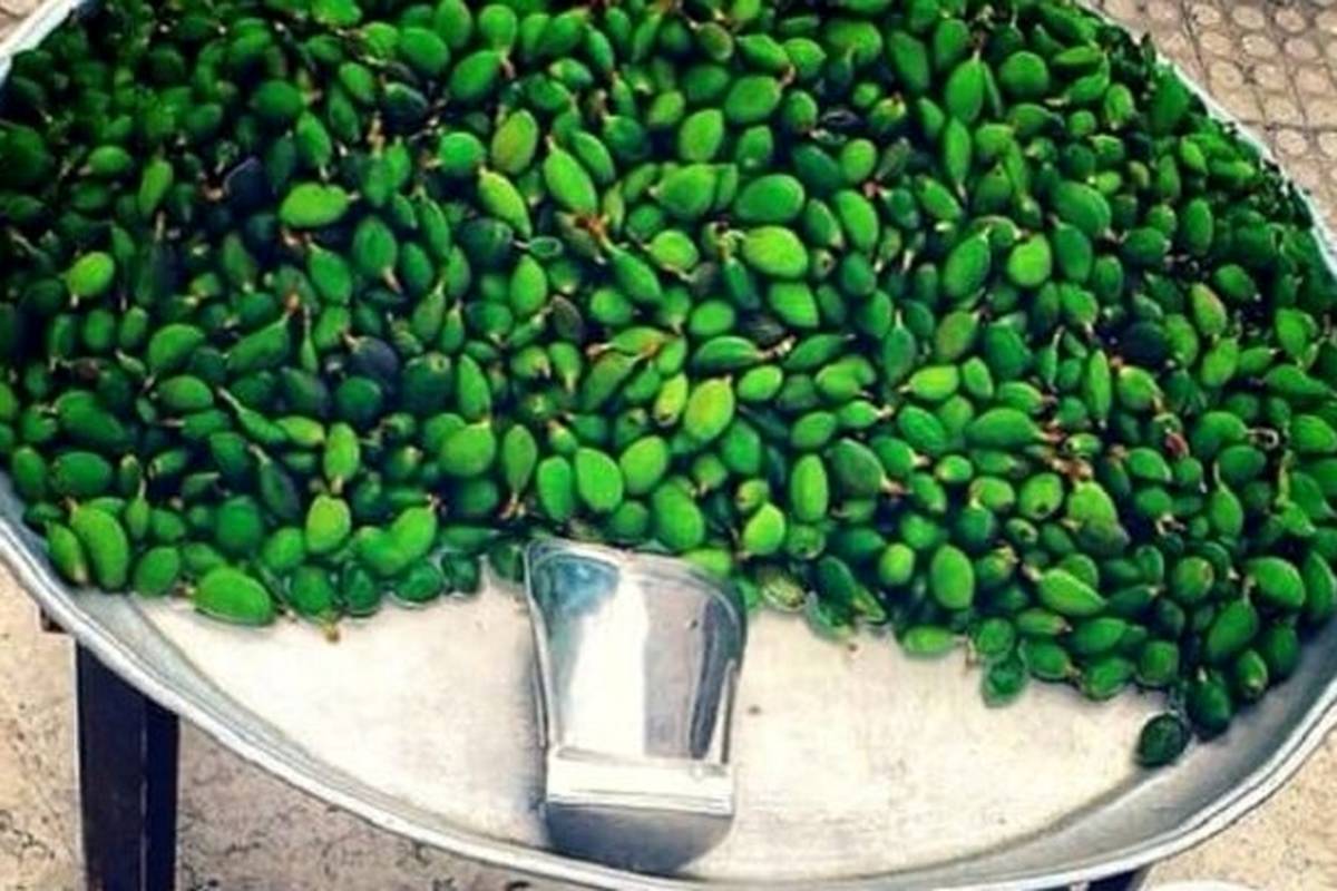 خطر مسمومیت با نوبرانه بهار؛ مراقب مصرف این نوع چغالهها باشید