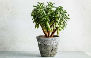 صدای گیاه آپارتمانی در زمستان؛ نکات زمستانی برای مراقبت از گیاه یشم