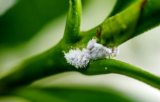 کپک سفید روی برگ گیاه چیست و چگونه آن را از بین ببریم؟ 