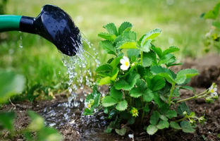  بهترین زمان برای آبیاری گیاهان باغچه چه ساعتی از روز است؟
