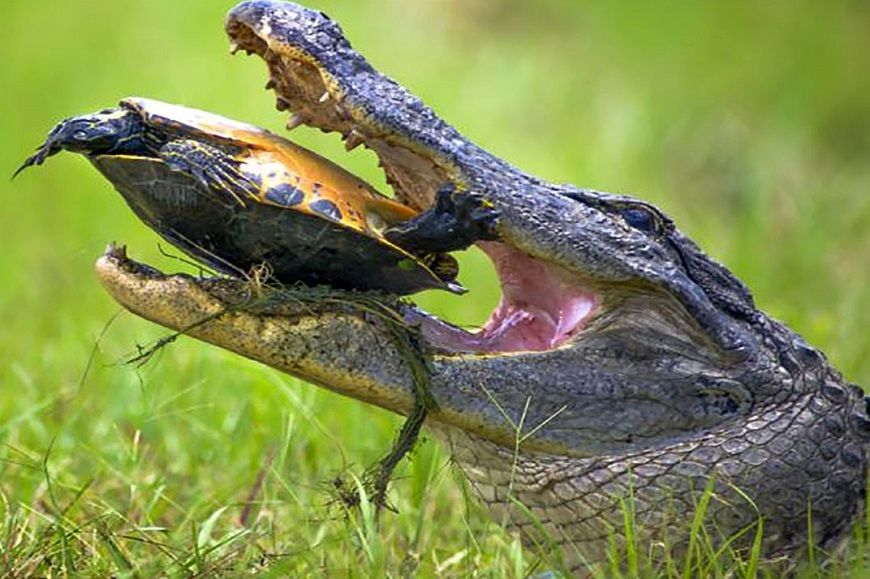 (ویدئو) وقتی زور آرواره های تمساح به لاک پشت نمی رسد!