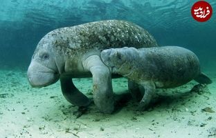 (تصاویر) ۵ حیوان افسانه‌ای و عجیب که هنوز منقرض نشده‌اند!