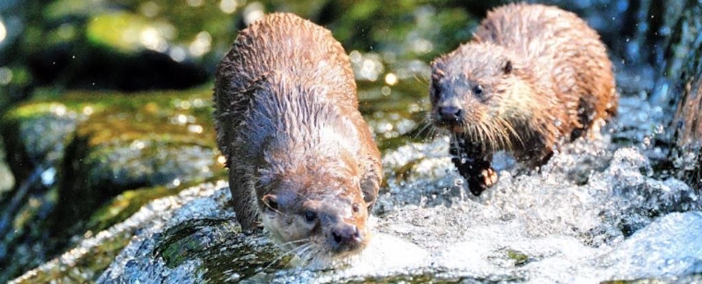 (تصاویر) زیستگاهی اسرارآمیز بینِ کره‌ شمالی و جنوبی با جانوران و گیاهان نادر