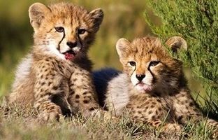 (ویدئو) تازه‌ترین فیلم از آذر و توران، یوز‌پلنگ‌های کوچک ایرانی