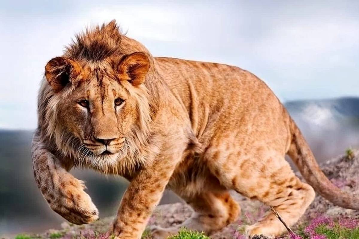 (تصاویر) شاید باور نکنید اما این حیوانات دورگه هستند