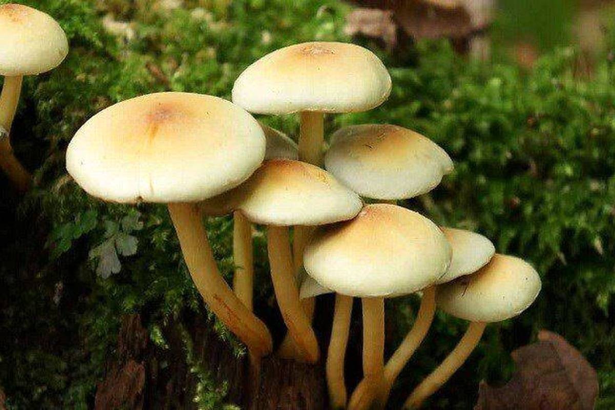 (ویدئو) دنیای شگفت انگیز قارچها