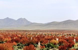 (تصاویر) بزرگترین دشت ریواس ایران