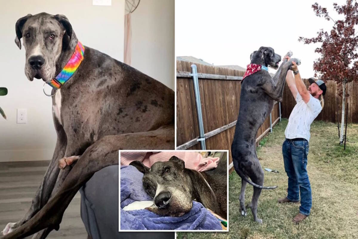 بلندقدترین سگ جهان رکورددار گینس پس از مبارزه با سرطان در سه سالگی از دنیا رفت