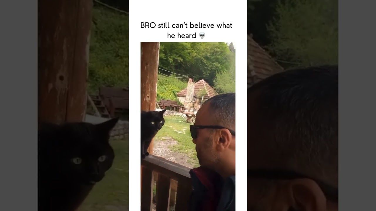 (ویدئو) مکالمه جدی و بامزه یک مرد با یک گربه و تعجب گربه!