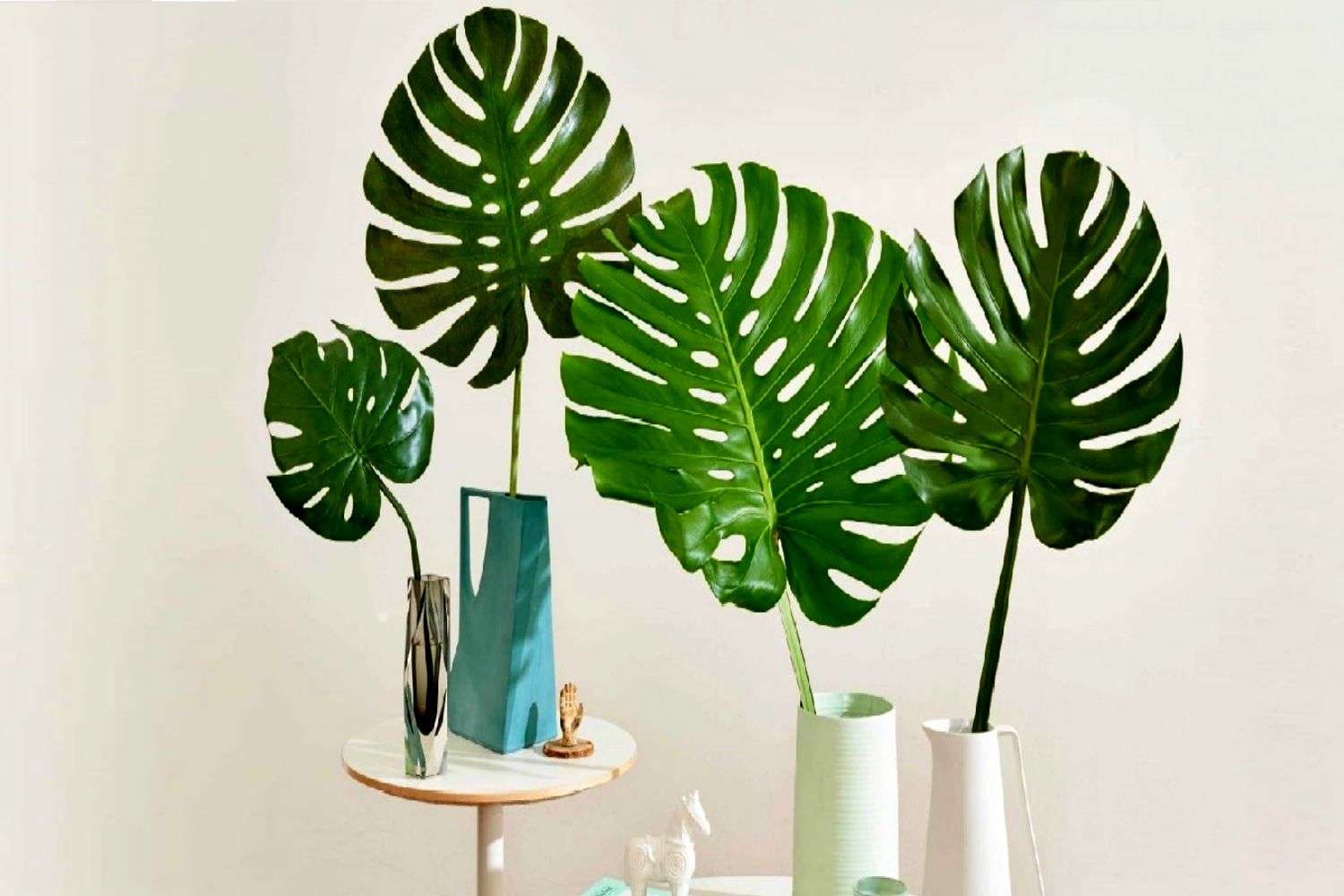 8 گیاه آپارتمانی محبوب که در یک چشم به هم زدن رشد می کنن!