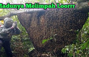 (ویدئو) برداشت عسل وحشی غول پیکر 19 کیلوگرمی توسط شکارچیان اندونزیایی