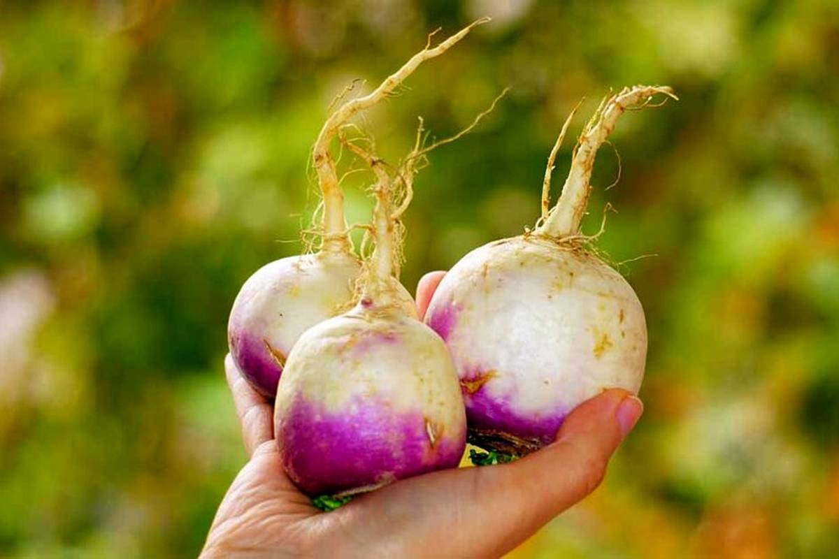 بهترین روشهای پخت و مصرف شلغم برای حفظ خواص و فواید آن