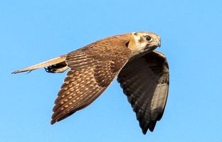 (ویدئو) لحظات هیجان انگیز شکار مارمولک توسط شاهین