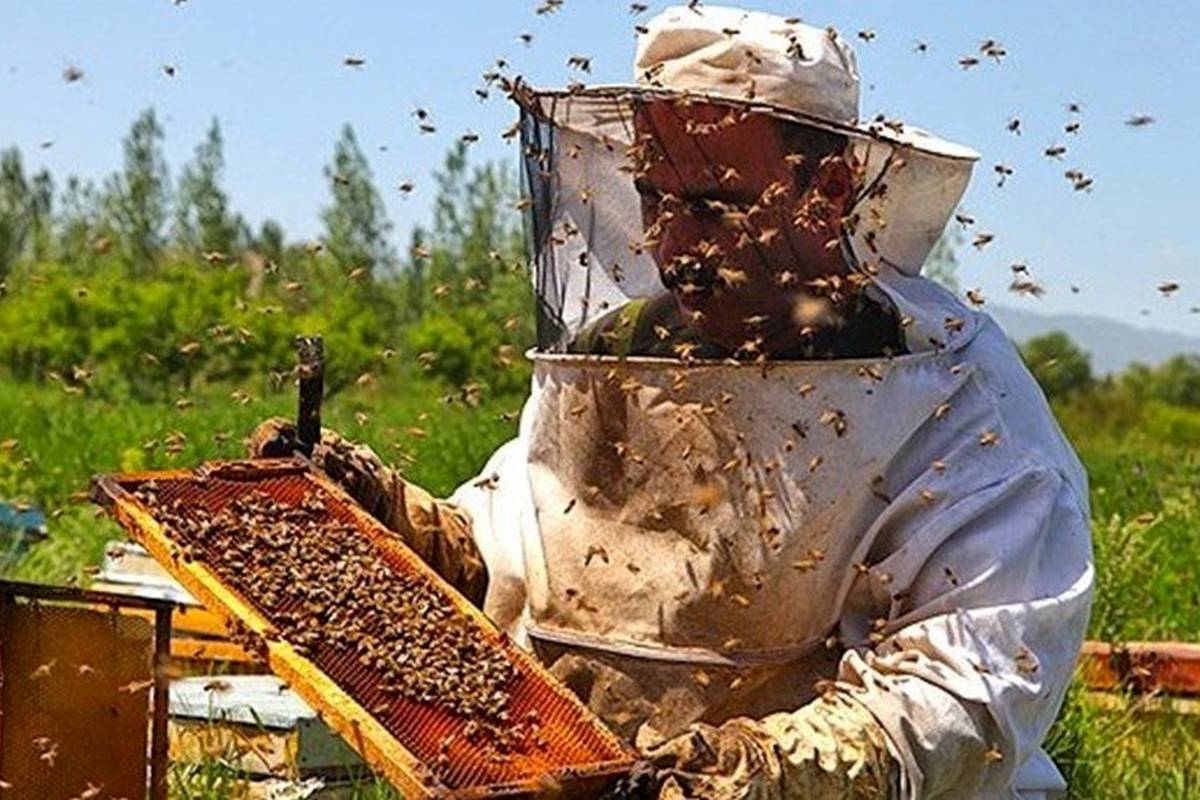 نشانههای عسل مرغوب که از آن بی خبرید