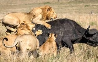 (ویدئو) حمله ناجوانمردانه گله شیرها به گاو مادر و گوساله تازه متولد شده
