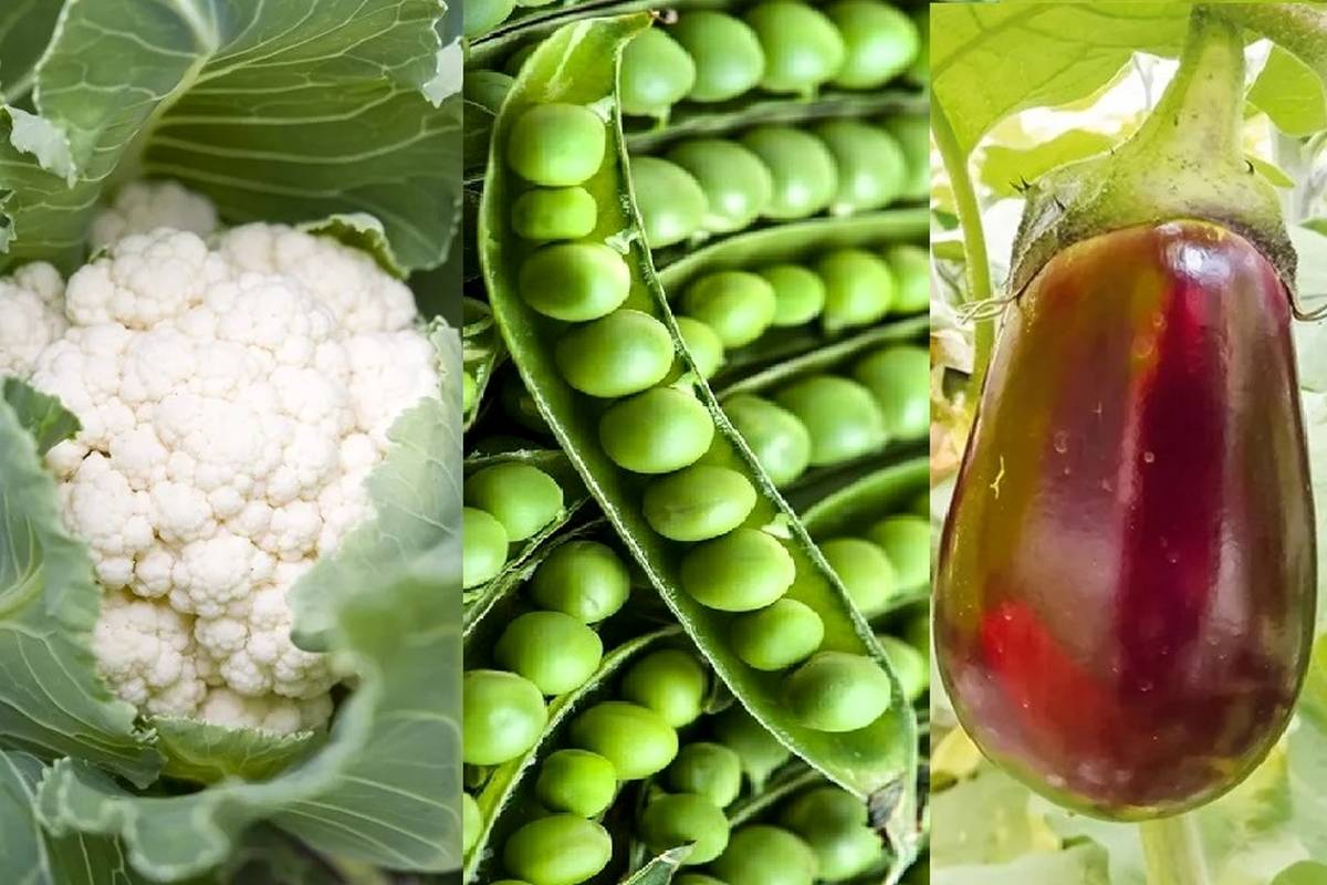 چه سبزیجاتی در دی ماه میشه کاشت؟
