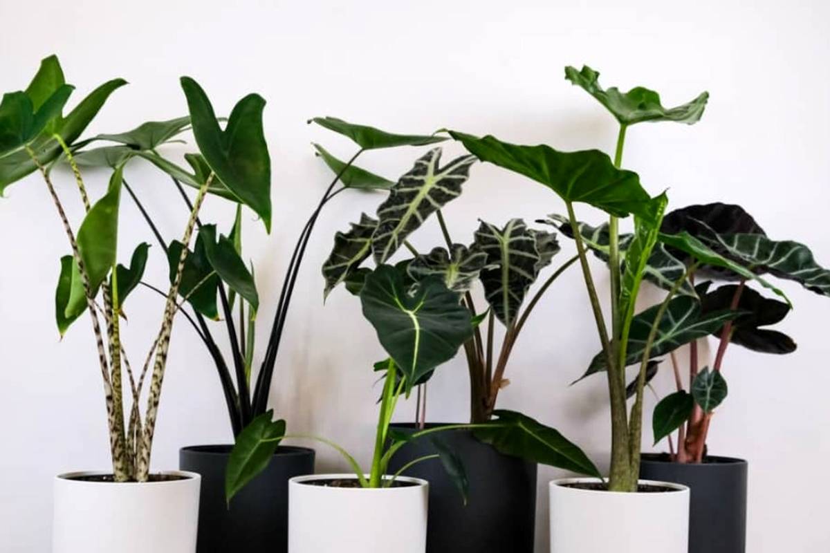 اصول پرورش و نگهداری از گیاه آپارتمانی «باباآدم» یا «آلوکازیا»