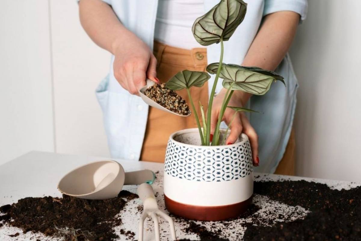 چه زمانی و چگونه خاک گیاهان آپارتمانی را عوض کنیم؟