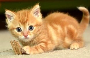 گربه‌هایی که کروموزوم‌هایشان جهش‌یافته است/ آیا گربه‌های نارنجی روانی هستند؟