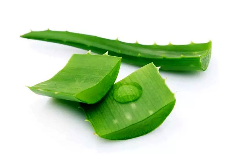 خواص و مضرات گیاه دارویی «آلوئه‌ورا» که باید بدانید