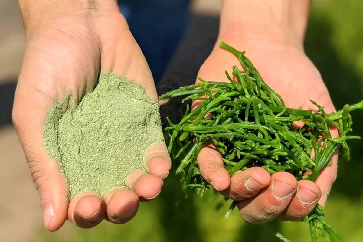 طرز تهیه نمک سبز طعم دار برای انواع غذا و سس