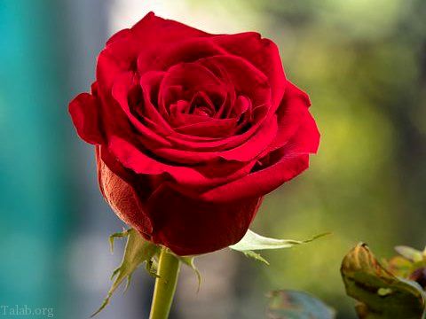 تکثیر گل رز چیده شده با سیب زمینی! + آموزش