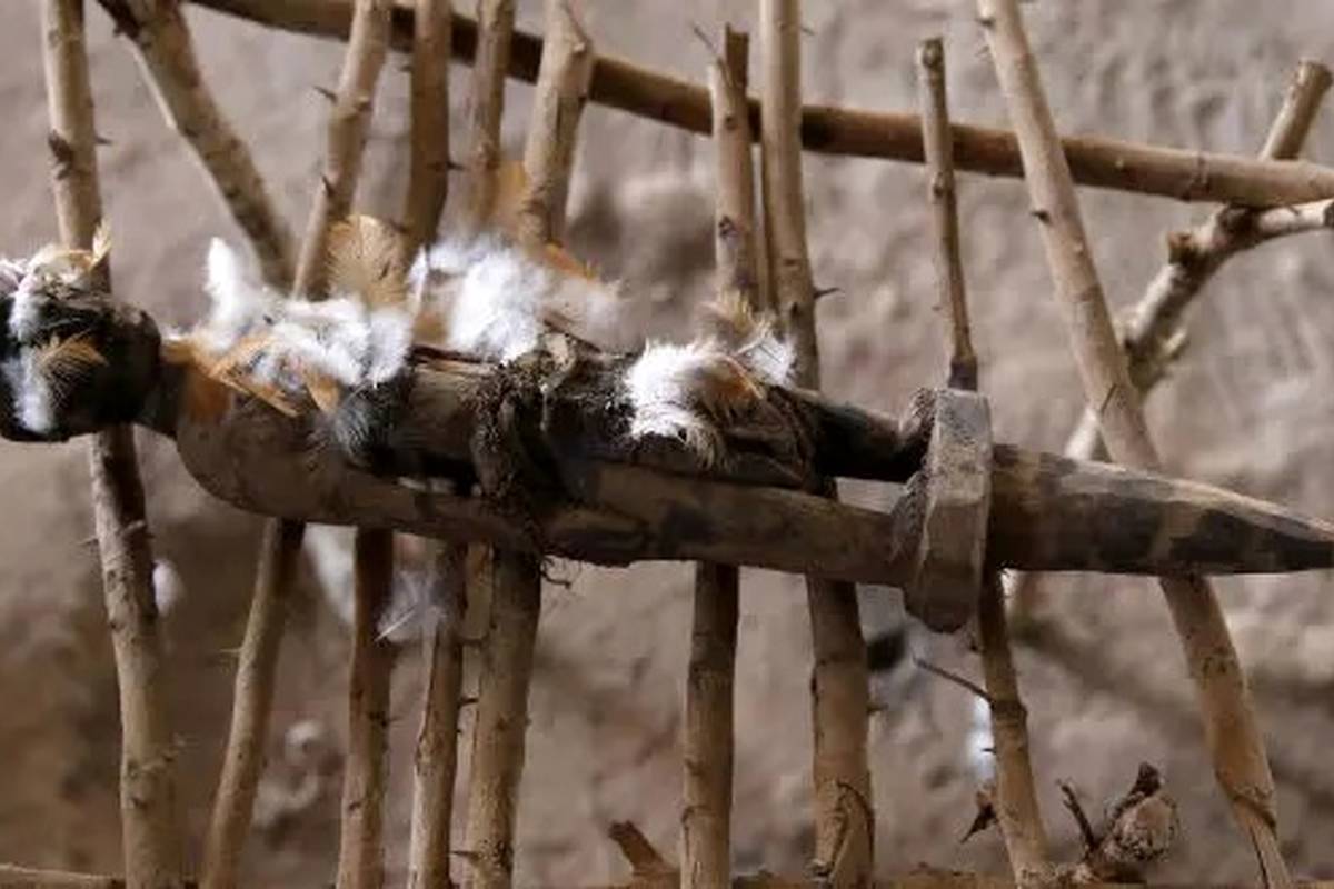 وحشت در دل تاریخ: کشف ابزارهای قربانی انسان در مقبره پادشاهان آفریقا!