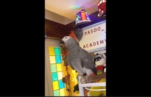 (ویدئو) کاسکو زبان باز شیرازی، یکی از باهوش‌ترین حیوانات