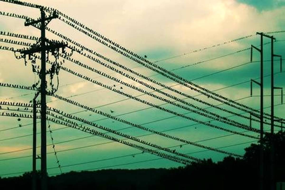 چرا پرندگان با نشستن روی سیمهای برق فشار قوی کباب نمیشوند؟