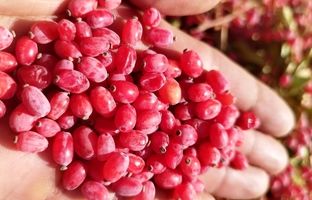 روش‌ های نگهداری زرشک خشک در خانه
