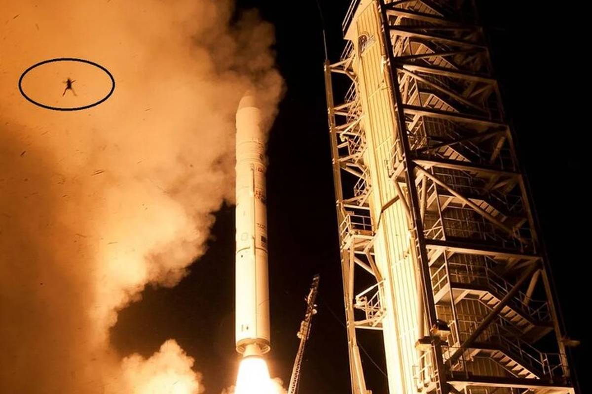 بدشانس‌ترین قورباغه جهان که همراه موشک پرتاب شد