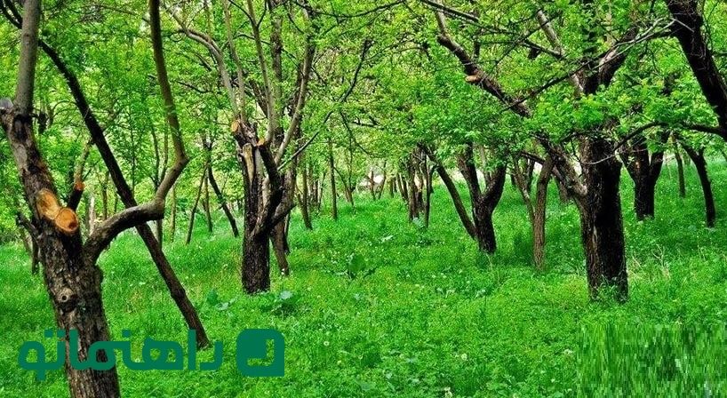 سفر به روستای عنبران؛ بهشتی معطر در قلب کوه‌های مشهد 