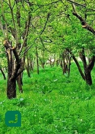 سفر به روستای عنبران؛ بهشتی معطر در قلب کوه‌های مشهد 