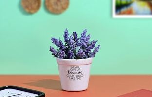 این گیاه انرژی و دانایی خانه را بالا می‌برد؛ مخصوص خانواده‌هایی که بچه مدرسه‌ای دارند