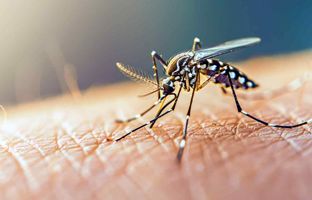 
آخرین وضعیت تب دنگی در ایران؛ پشه آئدس در ۹ استان
