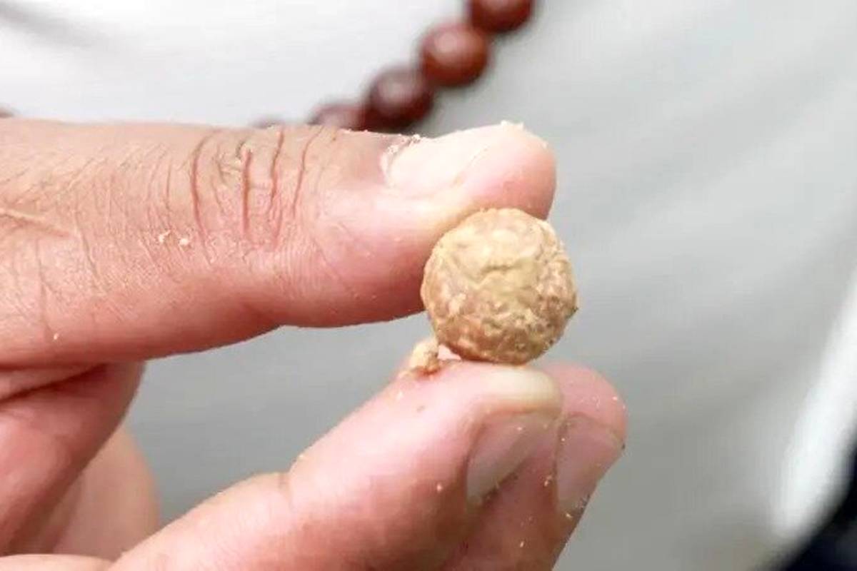 چرا دزدان مسلح این درخت را نابود کردند؟ | درختی با دانههای ویژه