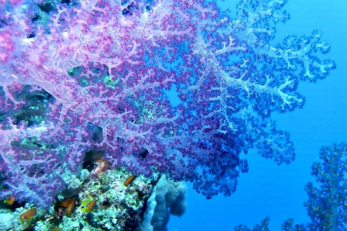 چرا روی زمین همه چیز رنگارنگ است؟